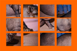 puzzle-porc.jpg
