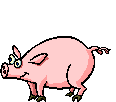 porcballa.gif porcballa.gif